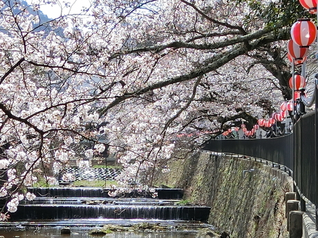  「行こうよ花見、皆早う来い」