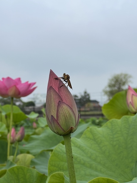 「蓮 紅く咲くか 明日は」