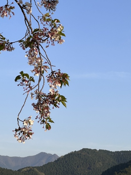 「葉桜」になっても