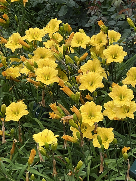 花言葉は 「一夜の恋」