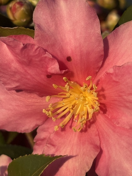 ■ 花蜜煌めく山茶花(サザンカ)