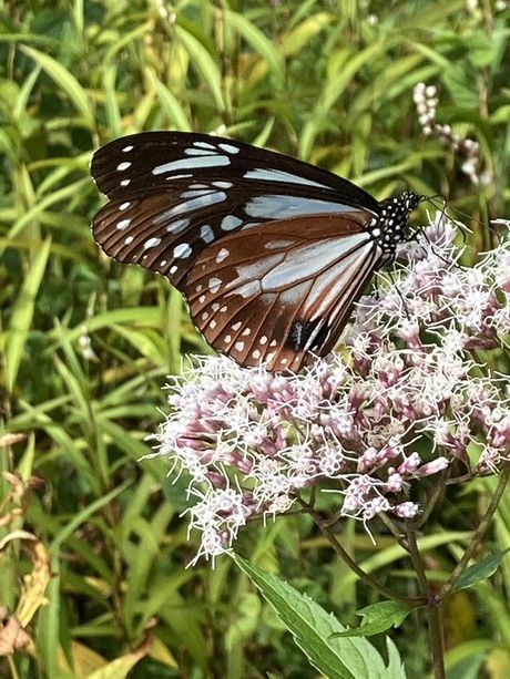 新しく生まれる ~フジバカマを吸蜜するアサギマダラ