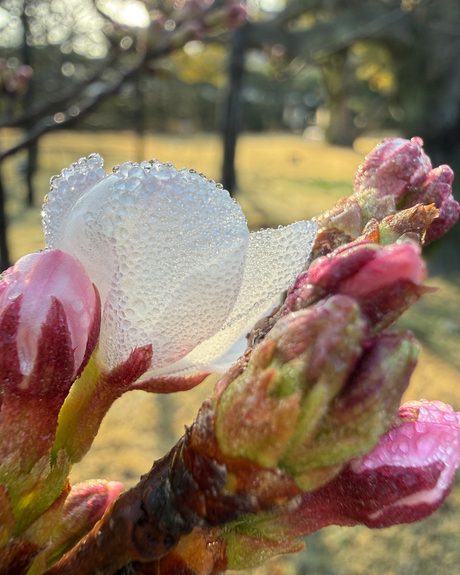 桜の朝化粧