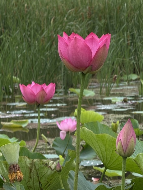 大賀ハス ~ハスの花に神の栄光をたたえて