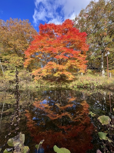 「黄あり 赤あり 秋」