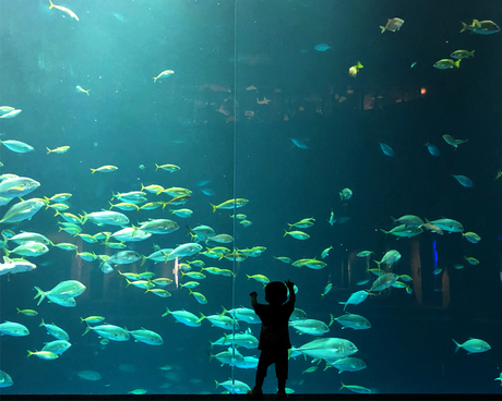 海の魚もあなたに語る