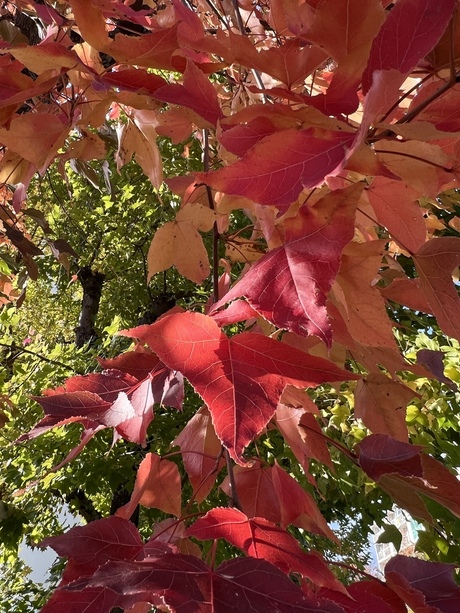 光と影に揺れて ～フウ(楓)の紅葉