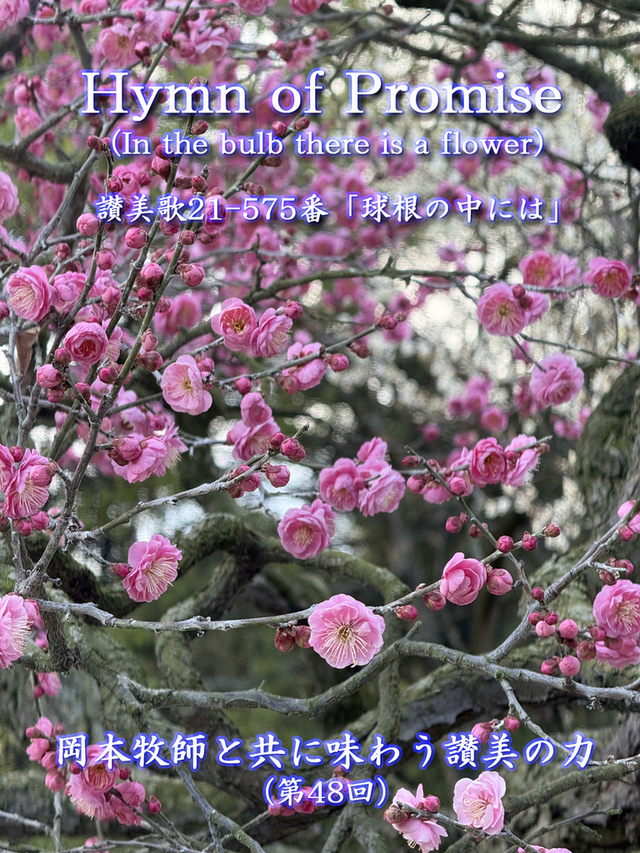 岡本牧師と共に味わう讃美の力 (第48回) 讃美歌21-575番 「球根の中には」、Hymn of Promise (In the bulb there is a flower) ~シンシナティ日本語教会主催